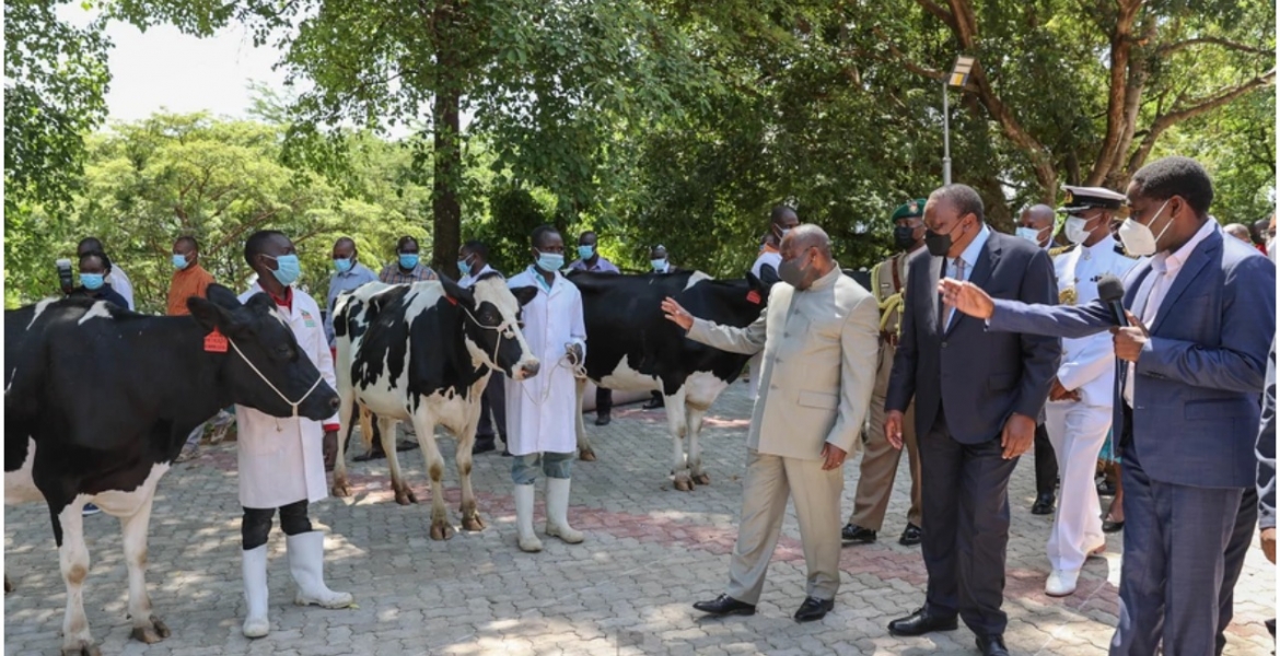 Uhuru Gifts Burundi President Ndayishimiye 50 High-Grade Friesian Cows