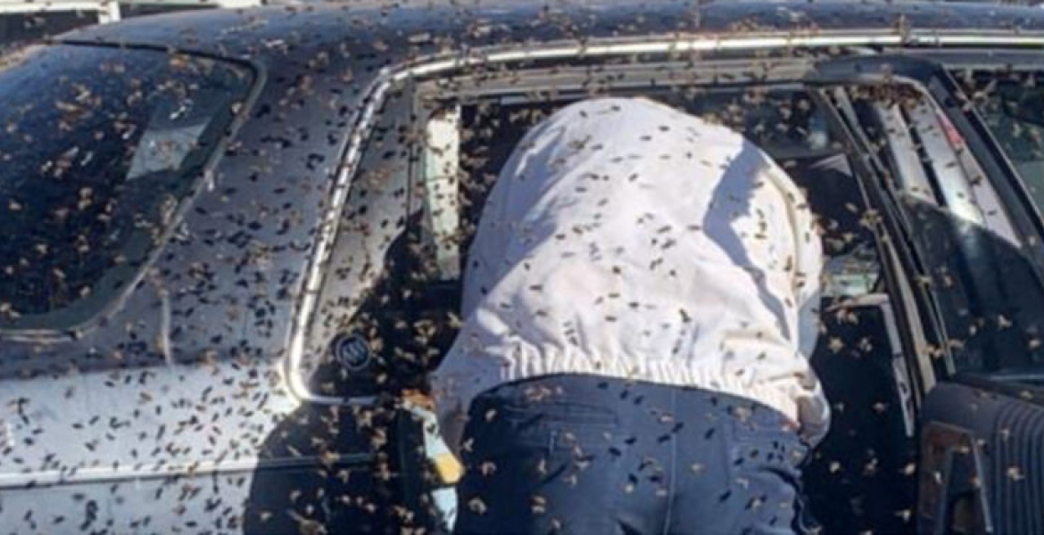 KRA Officer Dies After Attack by a Swarm of Bees in His Car