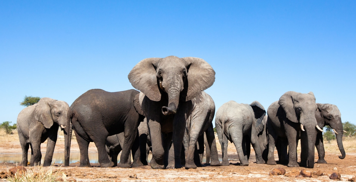 Kenyans Asked to Submit Views on Relocation of 13 Elephants from the UK to Kenya