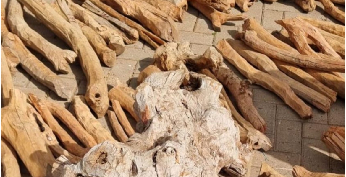 Five Kenyans Arrested Smuggling 1,500 Kilograms of Endangered Sandalwood Worth Sh6 Million