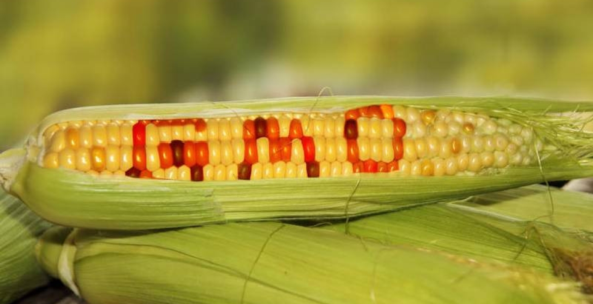 Gov't Set to Appeal High Court Ruling on GMO Crops Ban