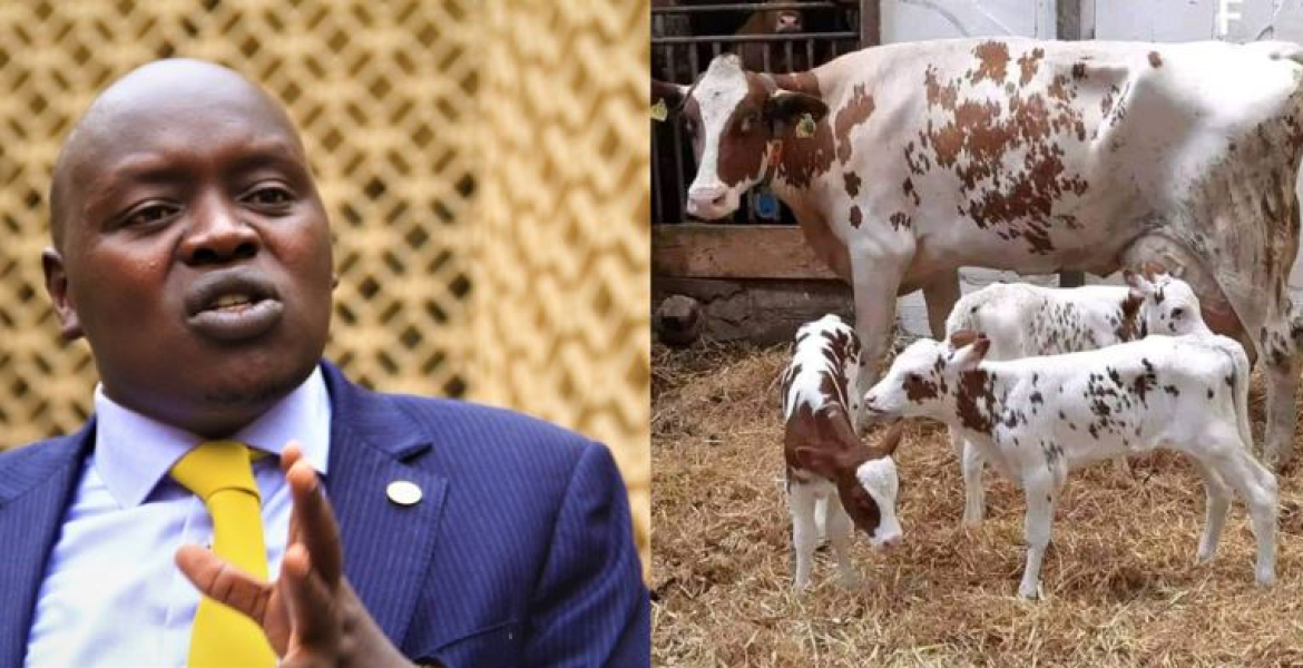 Senator Cherargei Blasted After Fake Claim of President Ruto’s Cow Giving Birth to Triplets