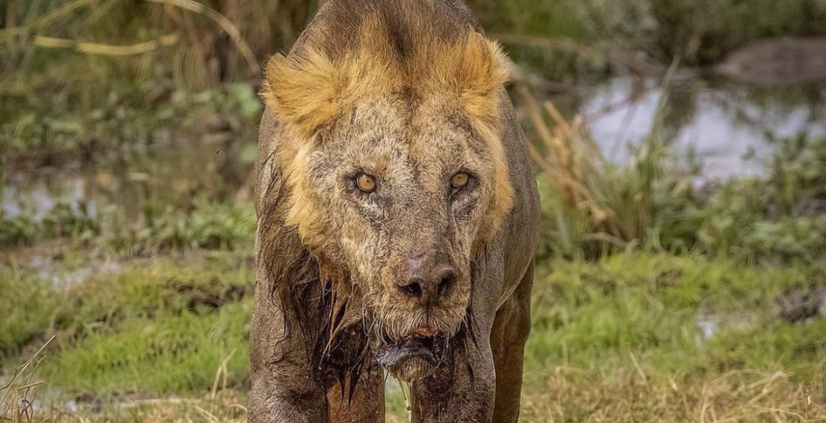 Lonkiito, the Oldest Lion in Amboseli National Park Oldest Lion in Amboseli National Park Killed by Herders