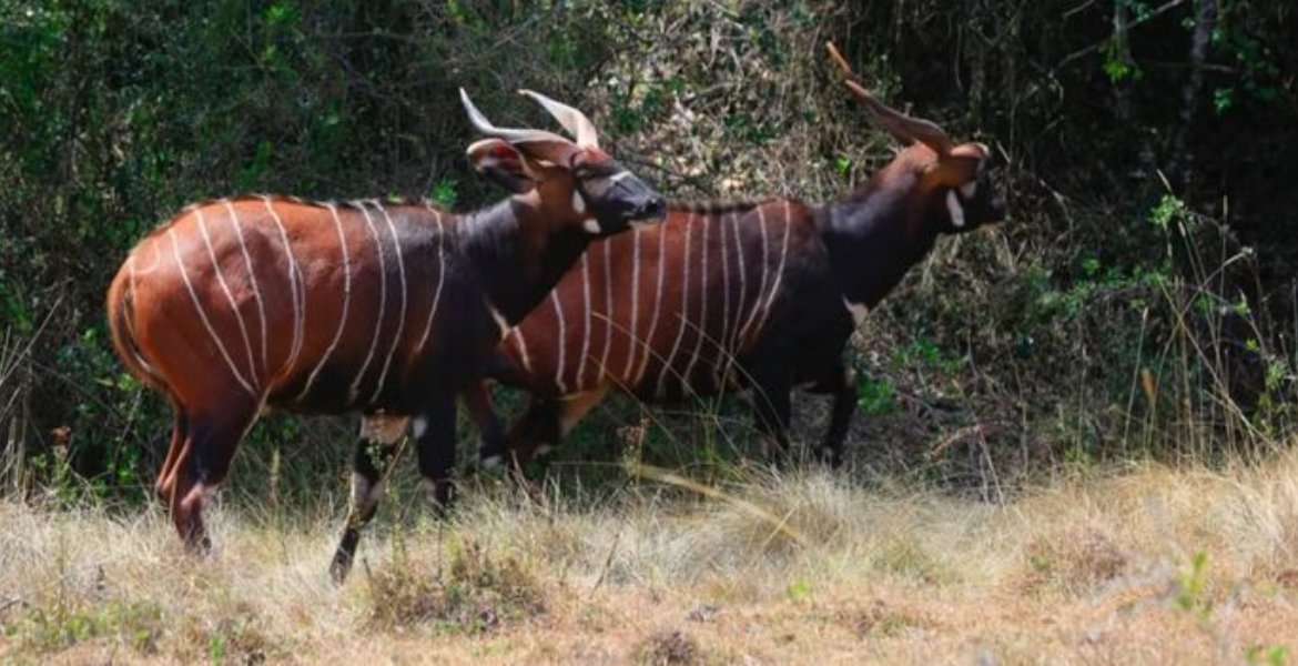 Mountain Antelope Bongos Meru To Import Endangered Rhinos and Bongos From the US