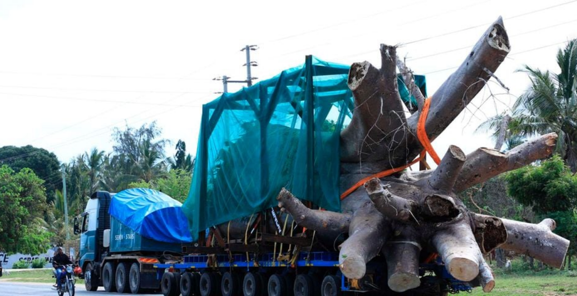 Kenya Approved the Export of Eight Baobab Trees to Ozurgeti, Georgia. Two Kenyan Stowaways Arrested Hiding in Ship Transporting Baobabs to Georgia