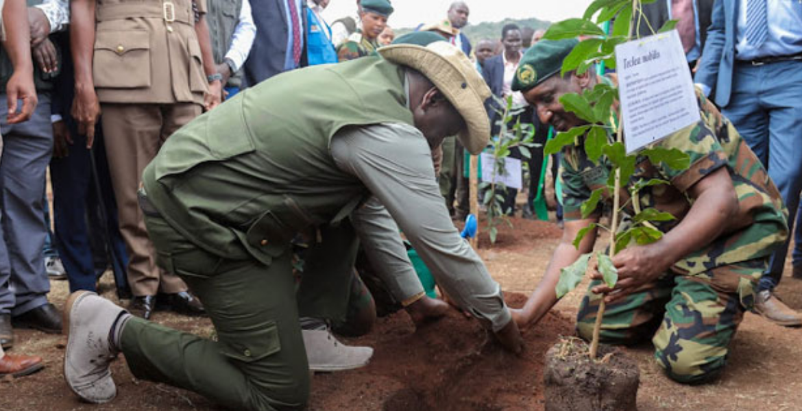 President William Ruto Kenya's Tree Planting Day Allegedly Crafted for Financial Gain