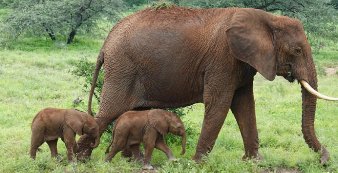 Mother Elephant by the Name Alto with her Female Twin Calves at Samburu National Reserve Rare Elephant Twins Born in Kenya, a Captivating Moment Caught on Camera