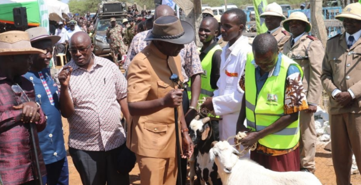 President William Ruto (Center) Inspecting Goats at the Annual Kimalel Goat Auction in Baringo South Ruto and Gachagua Acquire 1,000 Goats for Sh15 Million at Kimalel Goat Auction
