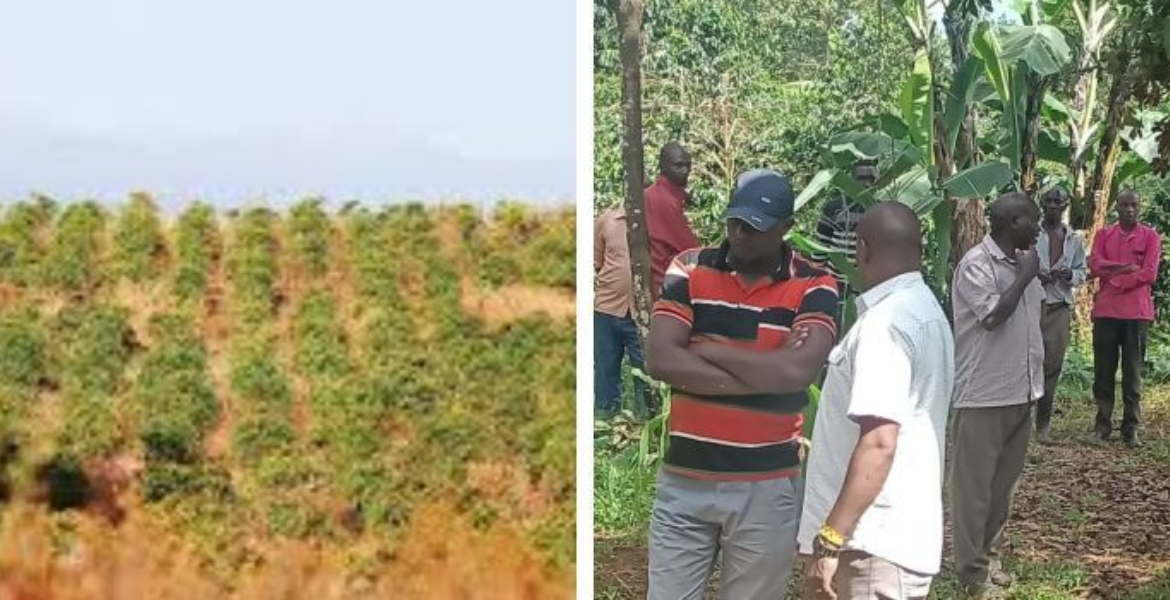 Coffee Plantation and Residents of Kirinyaga at the Crime Scene of a Woman Killed 60-Year-Old Woman Brutally Murdered, Money Left Untouched