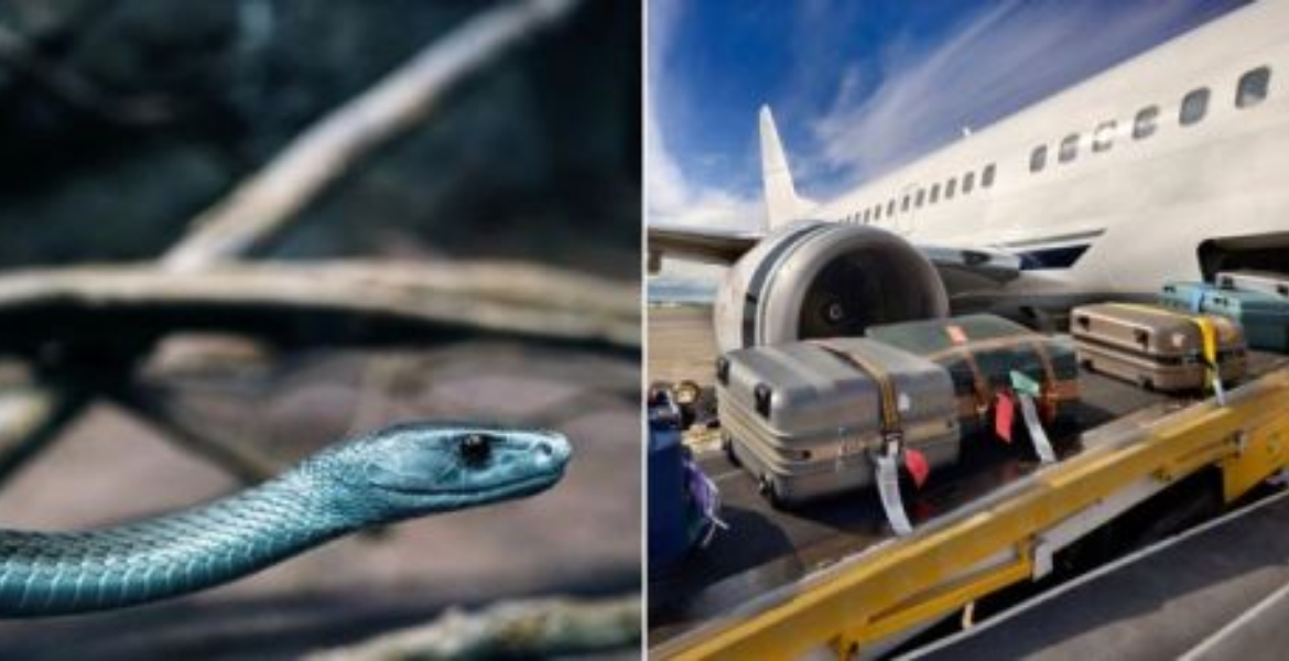Snake and Luggage Loaded on a Plane How Snakes and Scorpions Sneak Into the UK via Tourist Luggage from Kenya