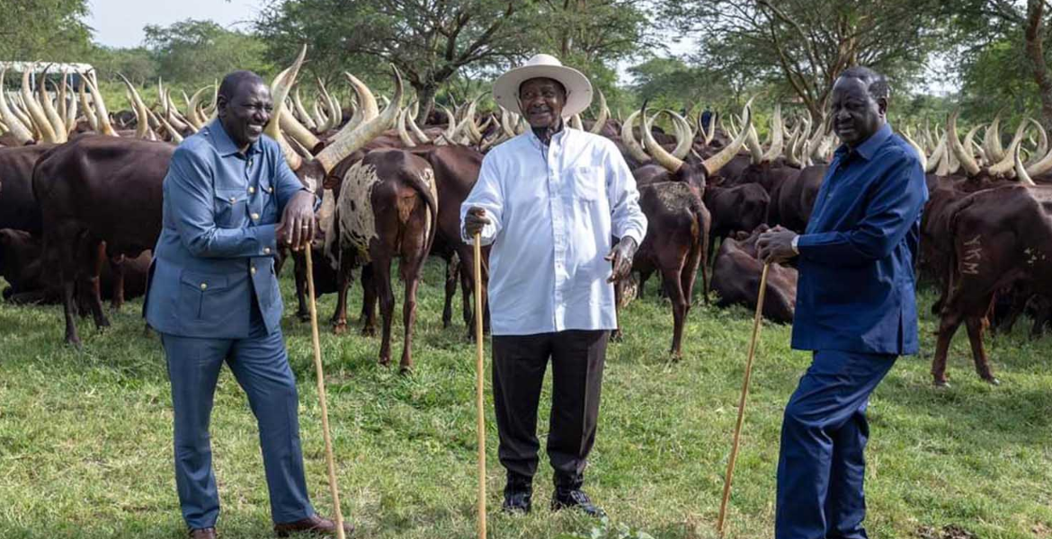 President William Ruto (left) Uganda President Museveni (center) and Azimio Leader Raila Odinga Ruto-Odinga Meeting Sparks Speculation of Political Truce