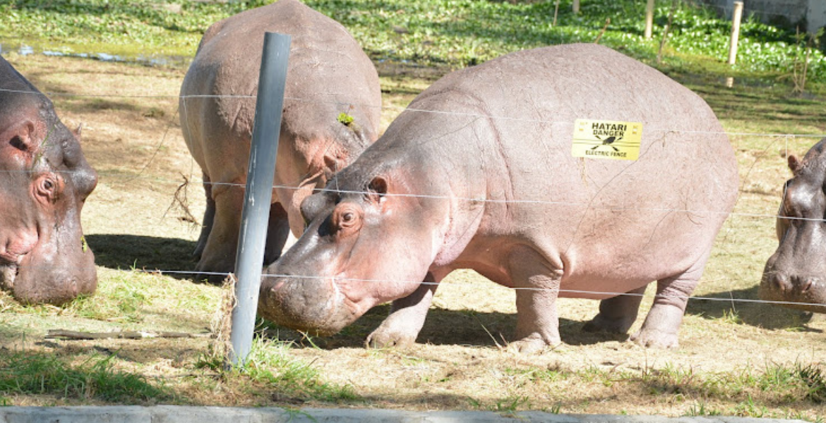 Hippos Flower Farm Workers Killed by Hippos in Lake Naivasha