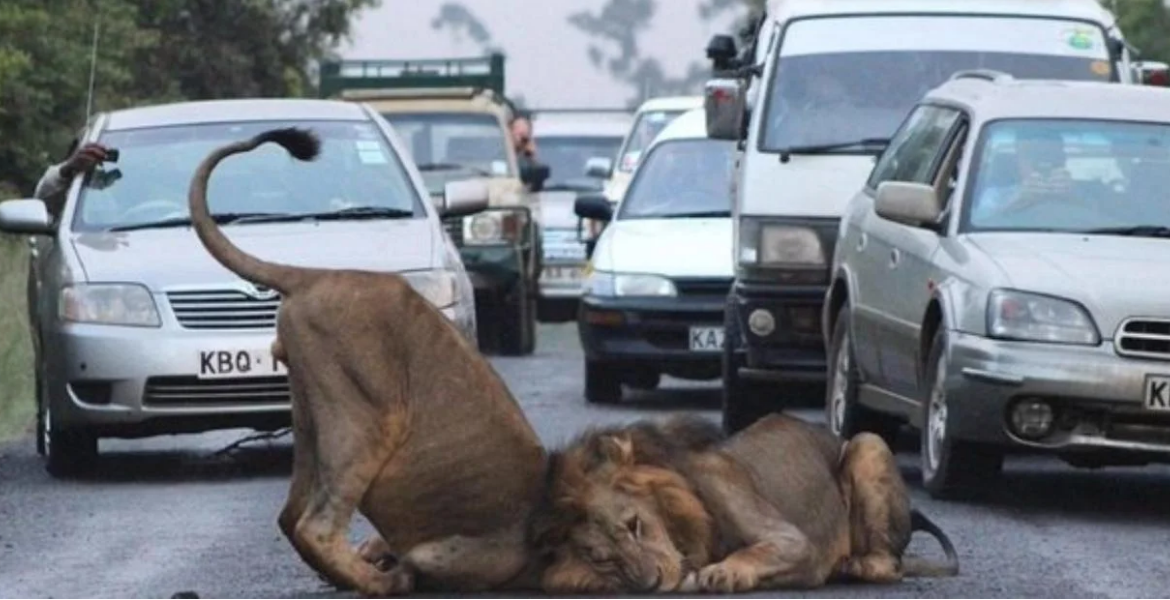 KWS Warns Residents About Three Stray Lions KWS Issues Alert Over Reported Stray Lions in Nairobi, Lang'ata