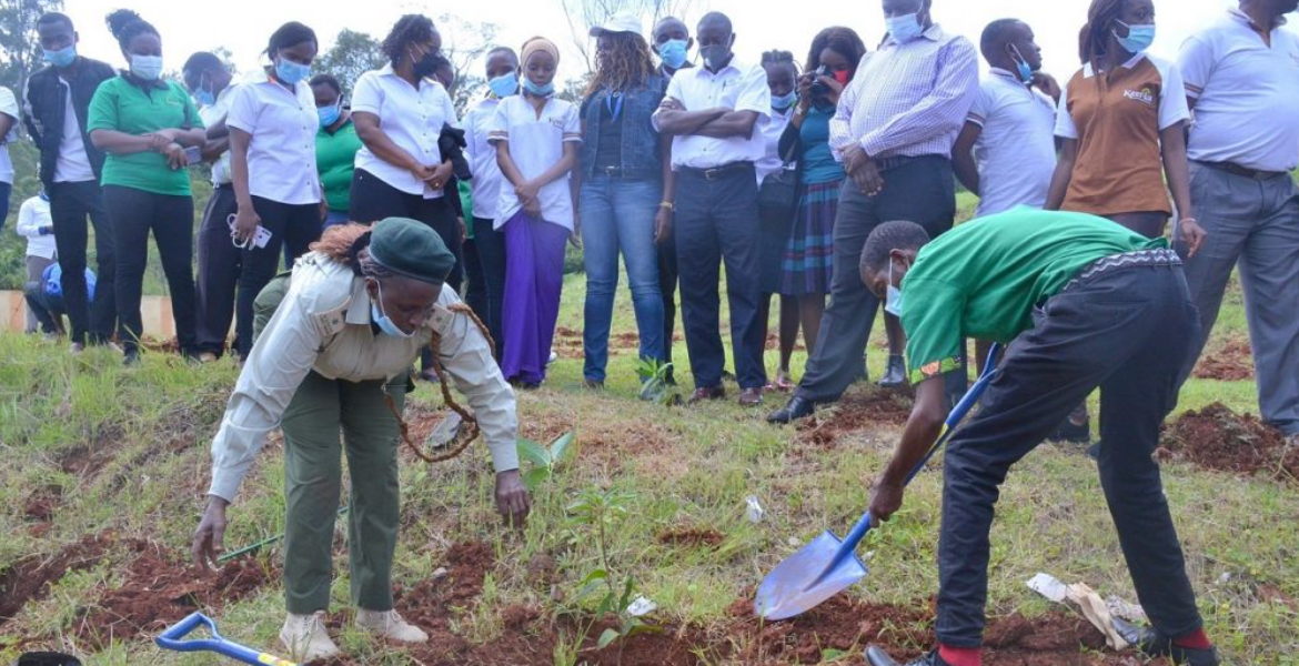 Tree Planting Exercise Kenya's Ambitious Plan to Plant 15 Billion Trees By 2032