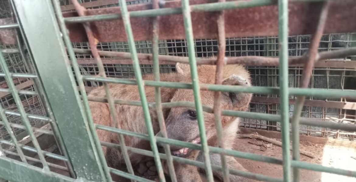 A hyena Captured While Roaming in Embakasi KWS Swiftly Captures Stray Hyena in Embakasi