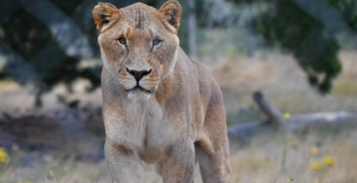Lioness Women Rally Behind Makena, the Dog-Eating Lioness in Ongata Rongai