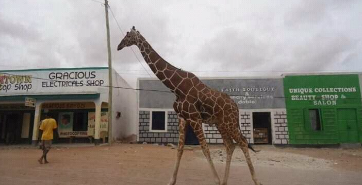 Giraffe Roaming Poaching Crisis Threatens Garissa's Iconic Giraffes and Antelopes