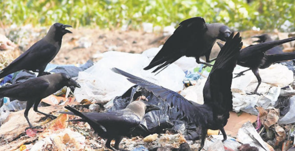 Crows Kenya's Bold Plan to Eliminate One Million Crows by 2025