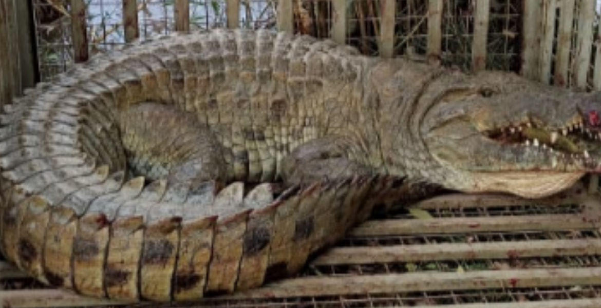 Captured Crocodile KWS Captures Massive 13-Foot Crocodile in Makueni Operation