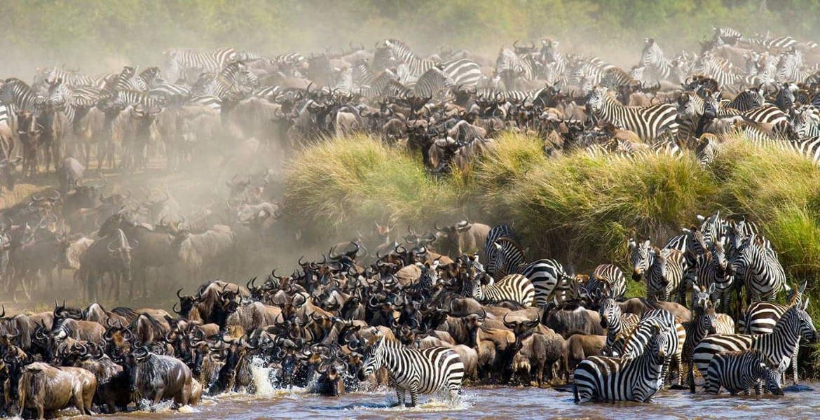 The Great Migration in Masai Mara Maasai Mara Fee Hike Drives Tourists to Serengeti as Wildebeest Migration Begins