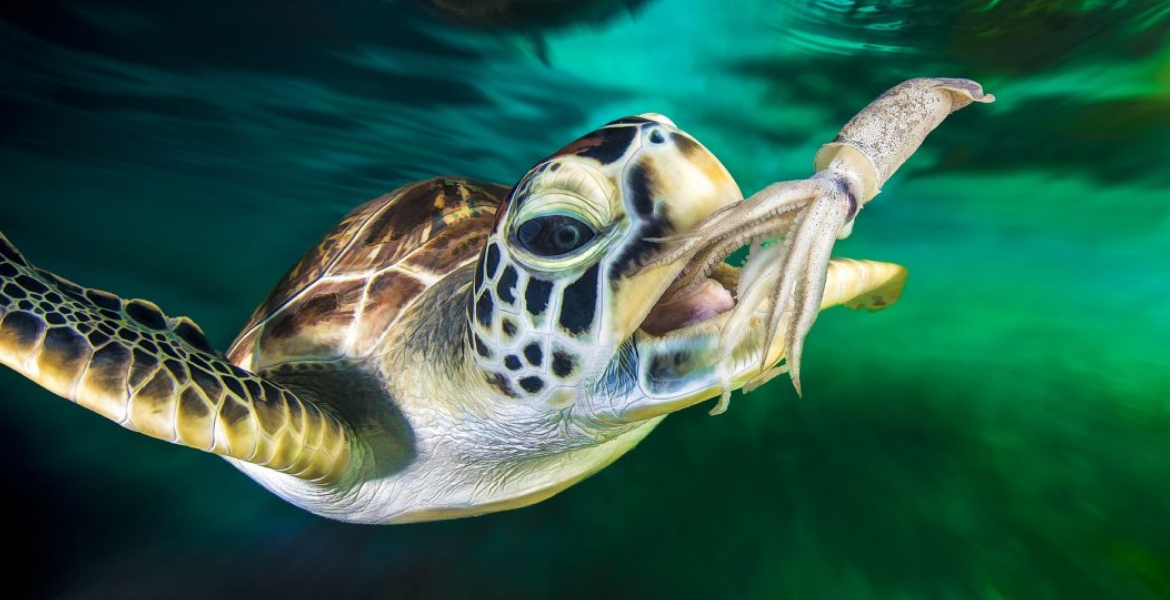 Green Sea Turtle Malindi Resident Charged Over Possession of Endangered Green Sea Turtle