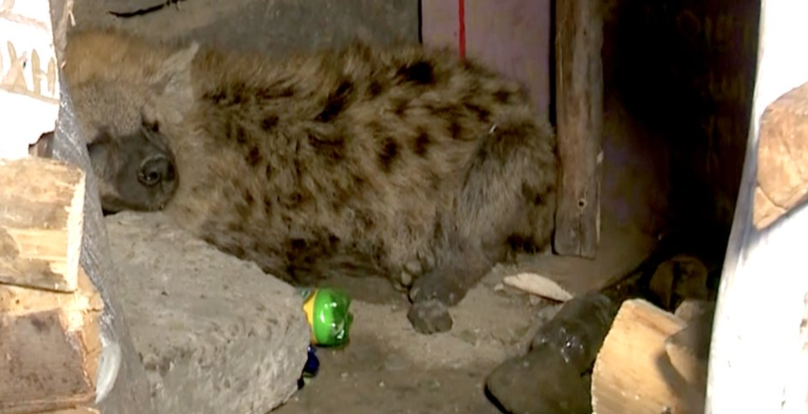 Hyena Moses Kuria Promises Compensation to Family of Hyena Attack Victim in Juja