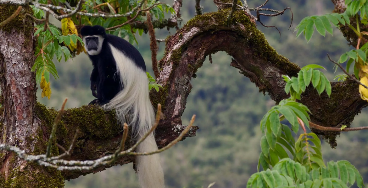 Colobus Monkey Luhya's Primate Delicacy at Odds with Mpox Fears