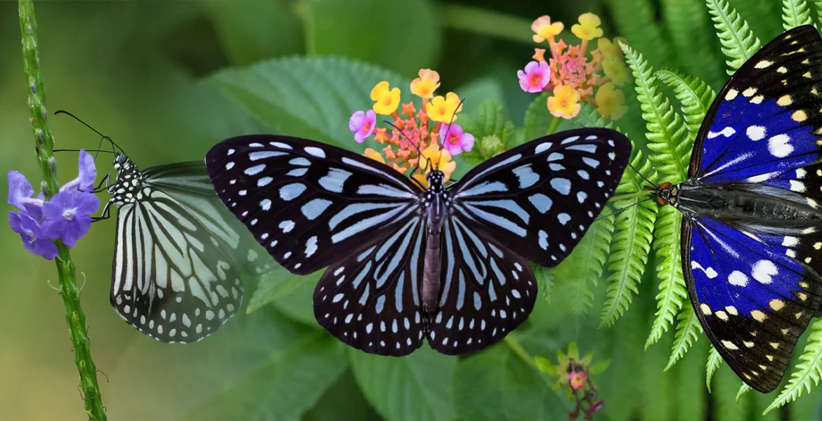 Butterflies Italian Father-Son Duo Fined $200,000 for Insect Smuggling in Sri Lanka