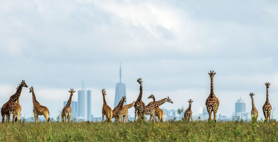 Nairobi National Park KWS Outlines Rules for Upcoming Free National Parks Day