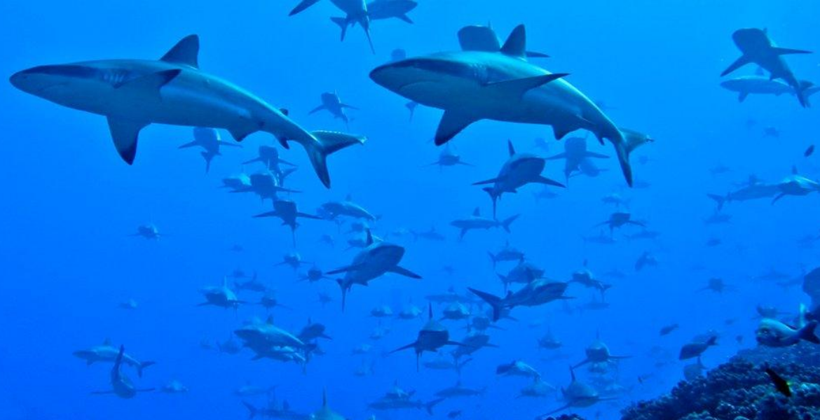 Sharks Kenyan Fishermen Face Charges in Madagascar for Illegal Shark Trade