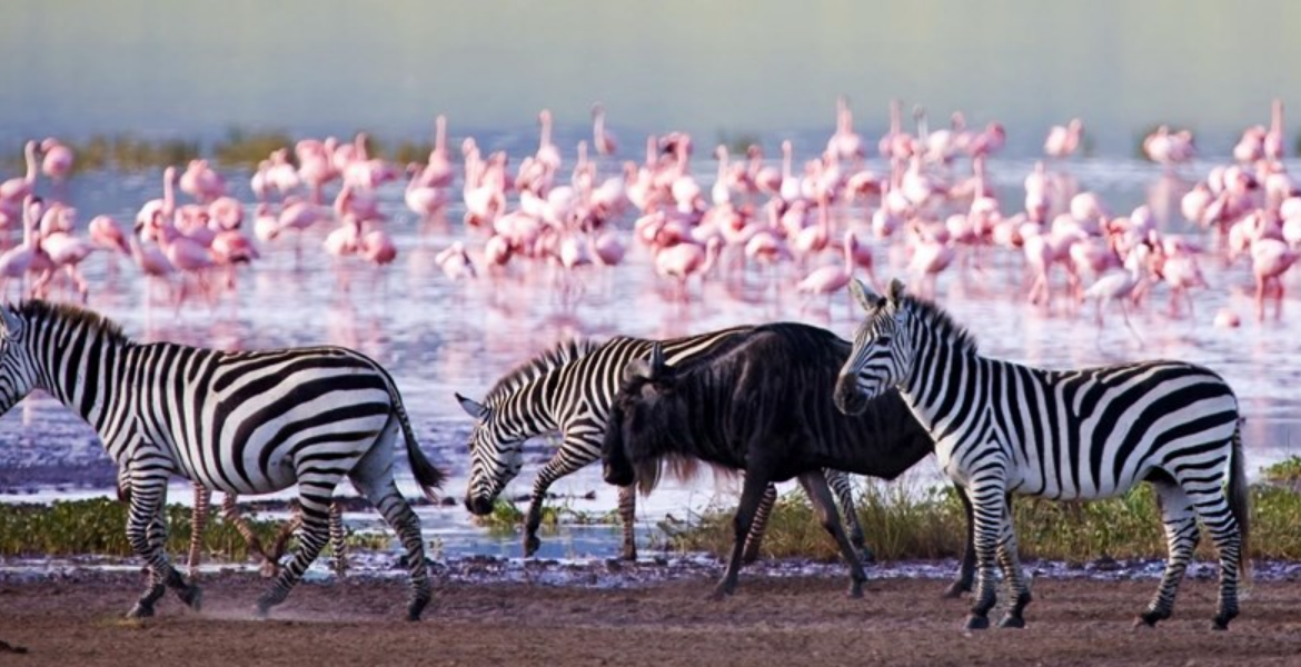 Nakuru National Park High-Tech Tracking as Nakuru's Wildlife Census Goes Digital