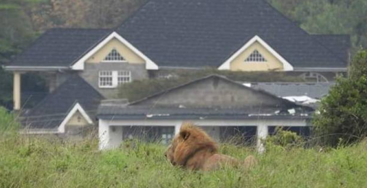 Lion Senator Raphael Demands Answers from KWS After Lions Spotted in Kwale Estate