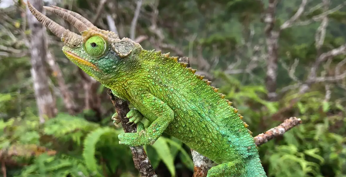 Chameleon Kenya's Exotic Pet Trade Threatens Rare Species
