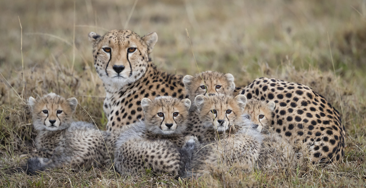 Cheetahs How Luxury Pet Trade Pushes Kenyan Cheetahs Toward Extinction