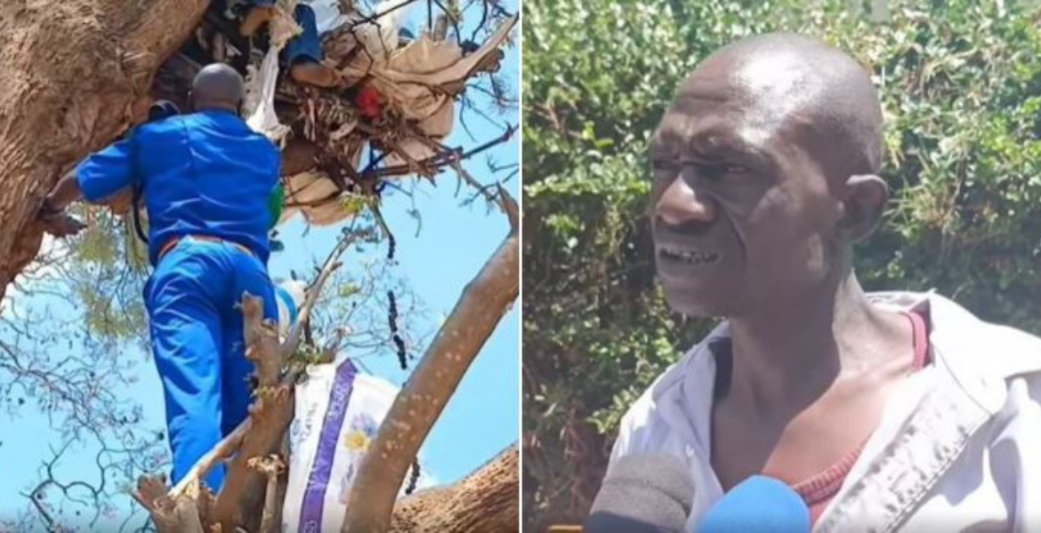 Moses Kimenju a Police Officer From Kenya Railways in Nairobi Going up a Tree to Save Joseph Nthuli(right) Kenya Pushes Green Building Agenda at Big5 Construction Exhibition