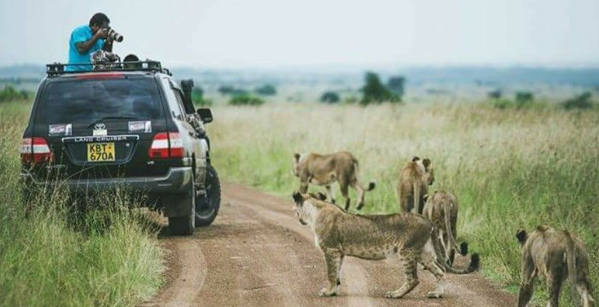Lions EXPLAINED: Why Lions Ignore Tourists in Safari Vehicles