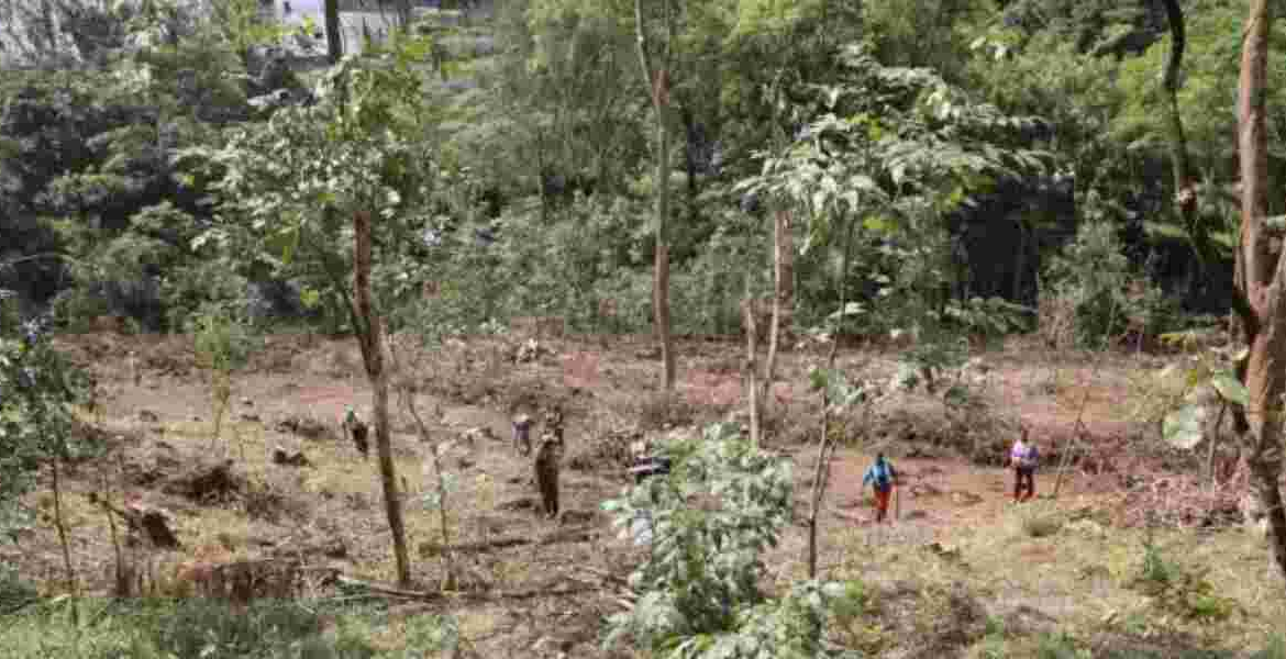 Karura Forest Kenya Loses 6 Million Eucalyptus Trees in Six Months
