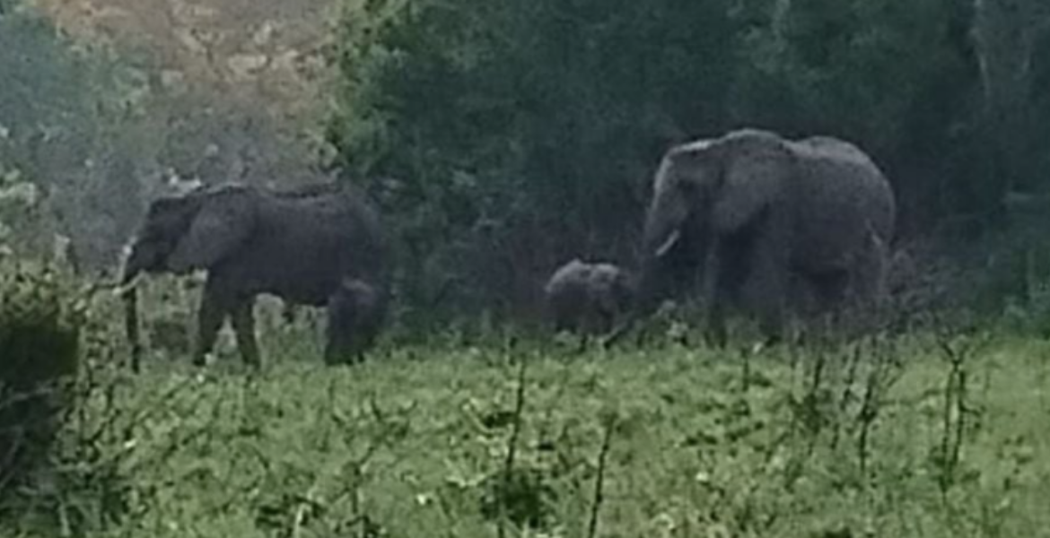 The Pair of Twin Elephant Calves Kenya Celebrates Latest Twin Elephant Birth