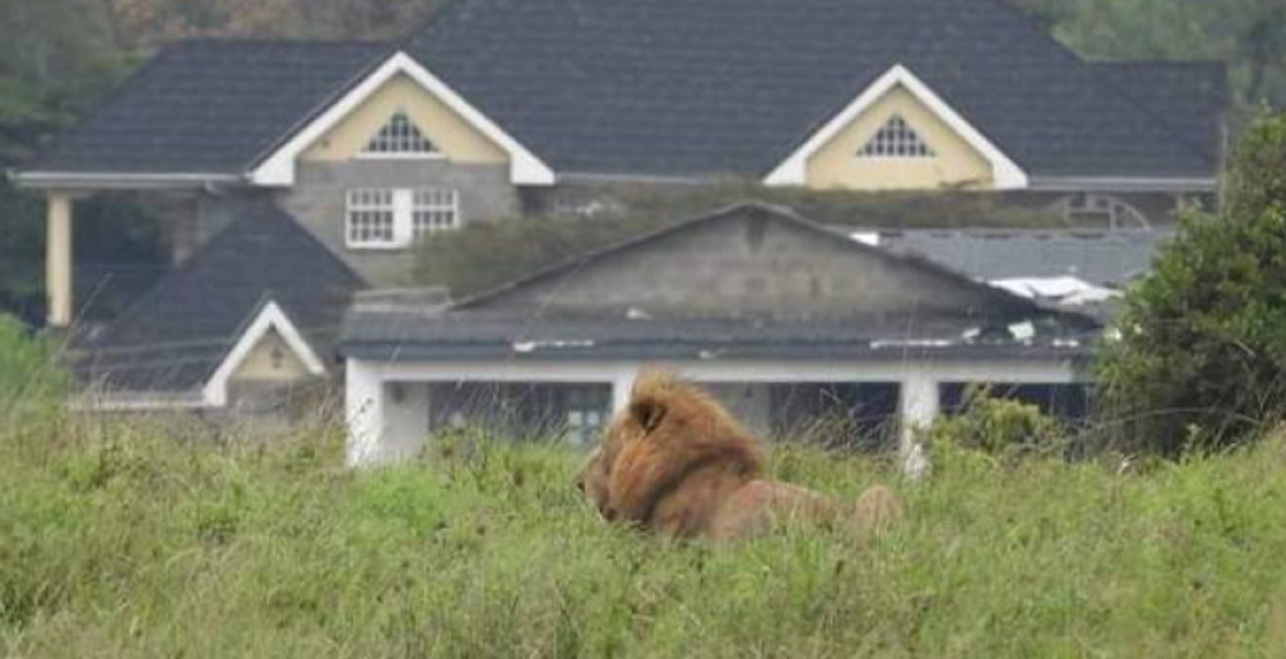 Lion KWS Captures Stray Lioness in Rongai