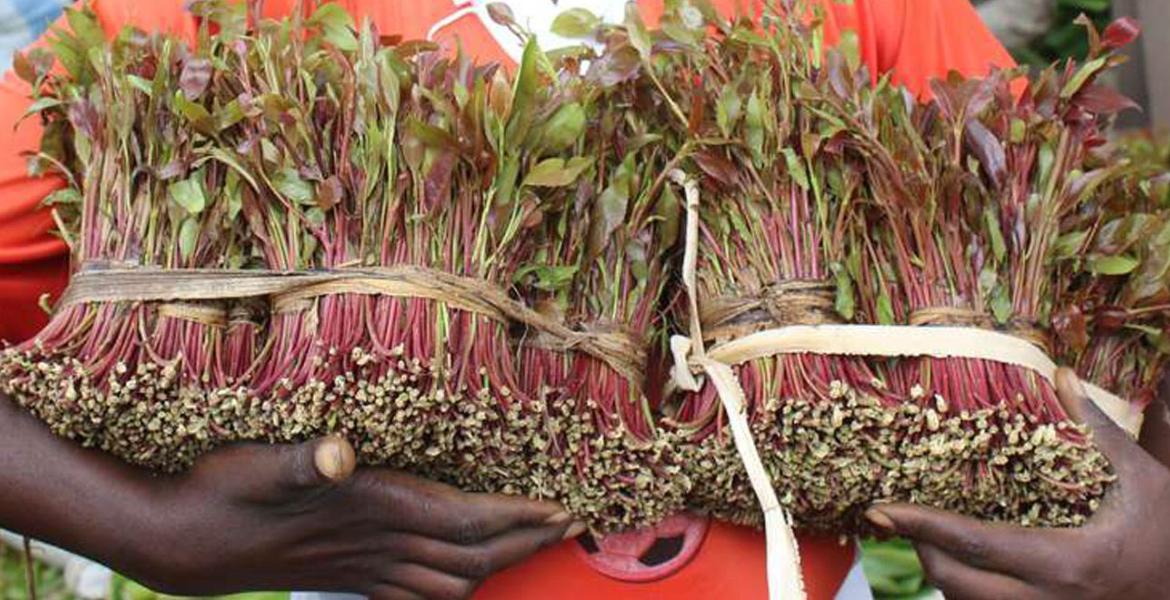 Miraa Alarm as Thousands of Children Labor in Embu, Meru's Booming Miraa Industry