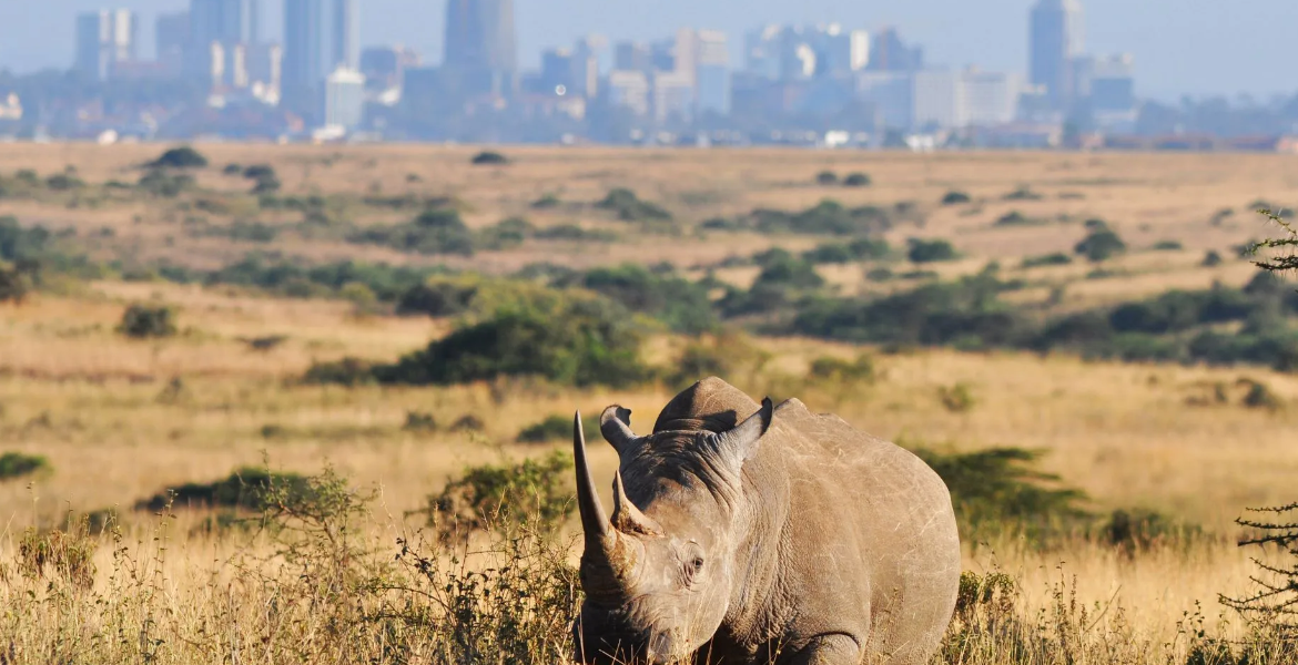 Nairobi National Park Kenya Tourism Board Awards Eight Photographers in National Contest to Showcase Hidden Attractions