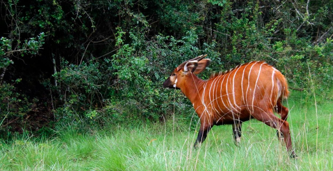 Mountain Bongo Antelope 17 Endangered Mountain Bongos Repatriated from Florida to Kenya for Species Revival
