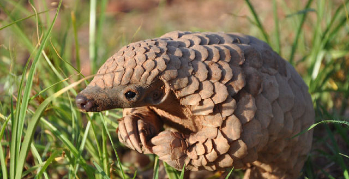 Pangolins Kenya Battles Rising Wildlife Trafficking of Smaller, Endangered Species