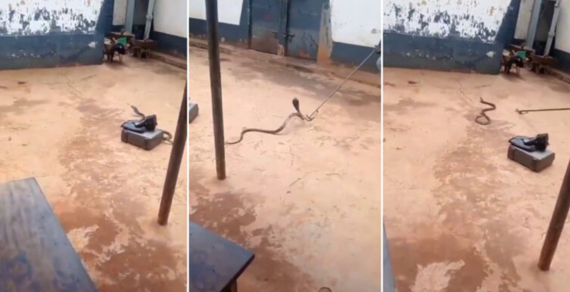 Cobra Kenyan Pastor Arrested Smuggling Cobra Claims 'Holy Spirit' Led Him