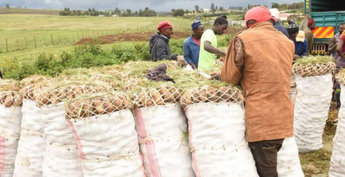 Potato Farmers in Nyahururu Nyandarua Potatoes Among Most Contaminated, Study Finds