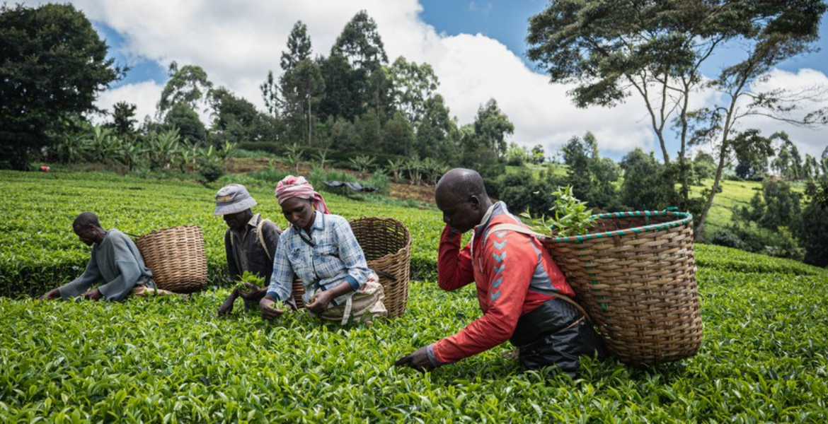 Tea Exports Israel-Iran Conflict Threatens Kenyan Tea Exports
