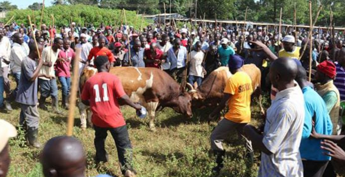 Bullfighting Bullfighting in Western Kenya: A Tradition Handed Down from Father to Son