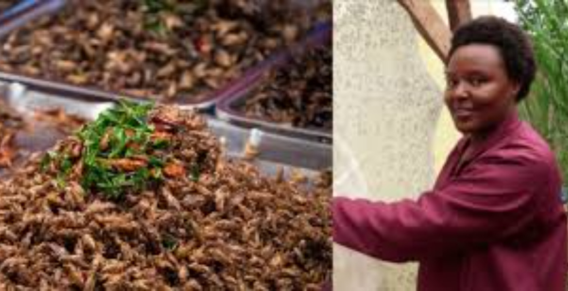 Jannifer Muthike How Jannifer Muthike Earns Sh250,000 Monthly Farming Black Soldier Flies