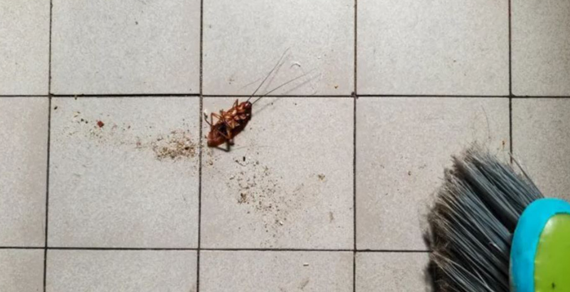 Cockroach Woman’s Attempt to Burn Cockroach Triggers Apartment Fire in South Korea