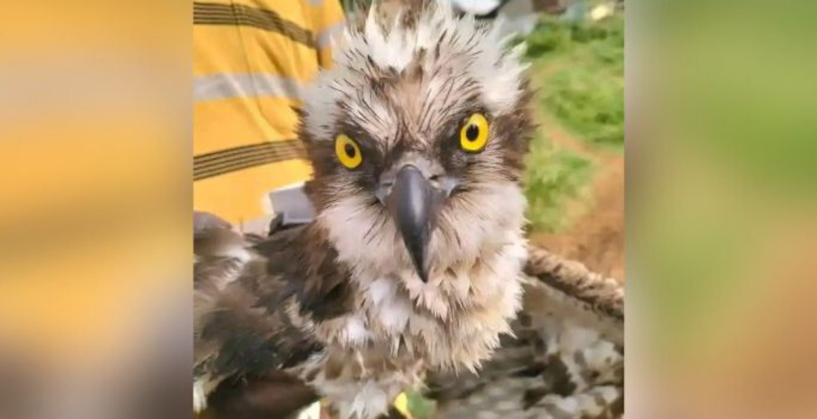 Migratory Osprey from Russia Saved by Fishermen on Lake Victoria